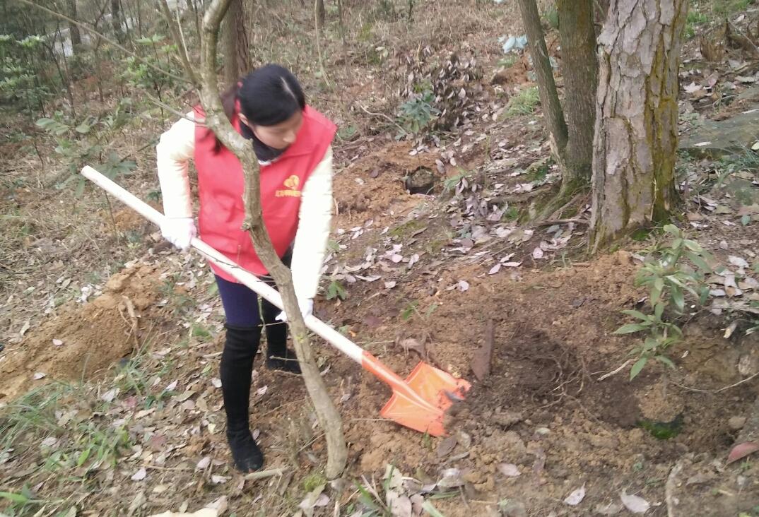 重庆市林业局新项目推动绿色高质量发展，共建美丽山城愿景实现