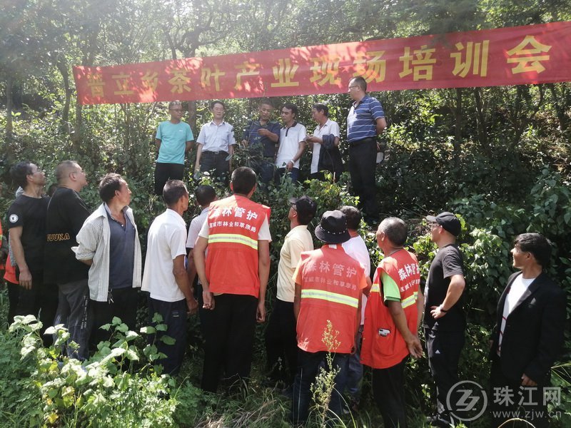 茶树村，最新发展动态与崭新面貌报道